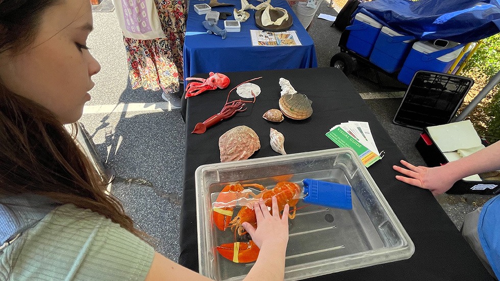 A child checking out a lobster in a touch tank 